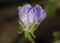 Pholistoma auritum