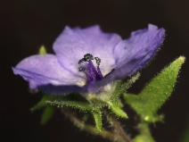 Pholistoma auritum var. auritum