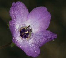 Pholistoma auritum