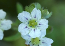 Pholistoma membranaceum