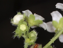 Pholistoma membranaceum