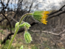 Arnica discoidea