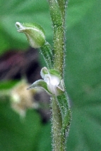 Goodyera oblongifolia