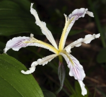 Iris tenuissima