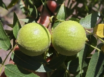 Juglans hindsii