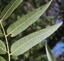 Juglans hindsii