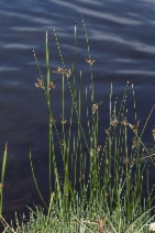 Juncus balticus ssp. ater