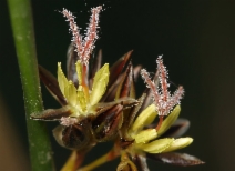 Juncus balticus ssp. ater