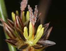 Juncus balticus