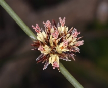 Juncus breweri