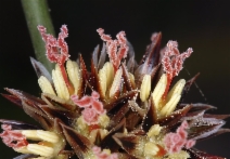 Juncus breweri