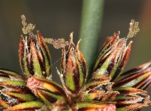 Juncus breweri