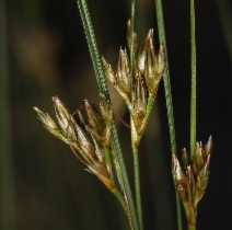 Juncus confusus