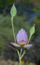 Calochortus greenei