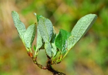 Salix nivalis