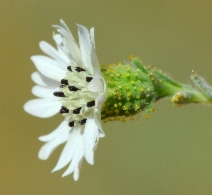 Blepharizonia plumosa