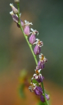 Streptanthus brachiatus ssp. brachiatus