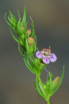 Penstemon deustus
