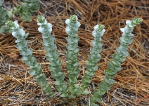 Streptanthus barbatus