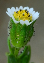 Layia carnosa