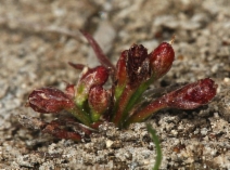 Juncus hemiendytus