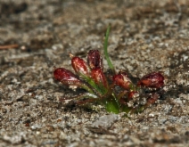 Juncus hemiendytus