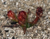 Juncus hemiendytus