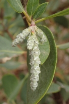Garrya flavescens