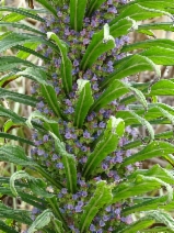 Echium pininana