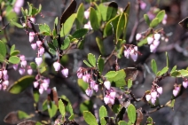 Arctostaphylos stanfordiana