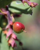Arctostaphylos stanfordiana ssp. raichei