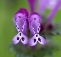 Lamium amplexicaule