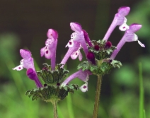 Lamium amplexicaule