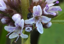 Mentha arvensis
