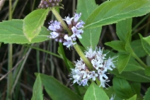 Mentha arvensis