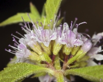 Mentha arvensis