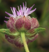 Monardella odoratissima ssp. glauca