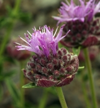 Monardella odoratissima ssp. glauca