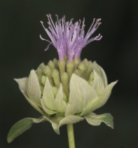 Monardella odoratissima