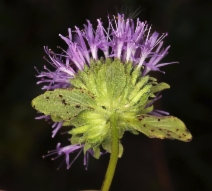 Monardella purpurea