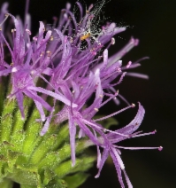 Monardella purpurea