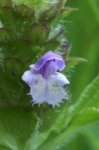 Prunella vulgaris var. elongata