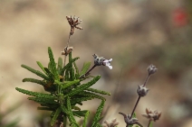 Salvia brandegeei