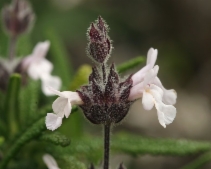 Salvia brandegeei