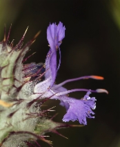 Salvia carduacea