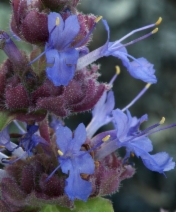 Salvia dorrii var. incana