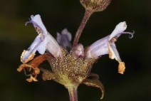 Salvia mellifera