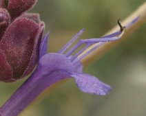Salvia pachyphylla