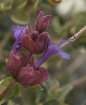 Salvia pachyphylla