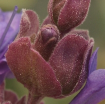 Salvia pachyphylla